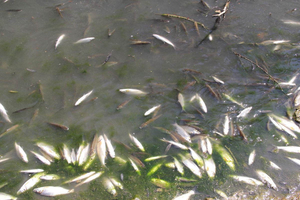 Ceyhan Nehri\'nde Balık Ölümleri