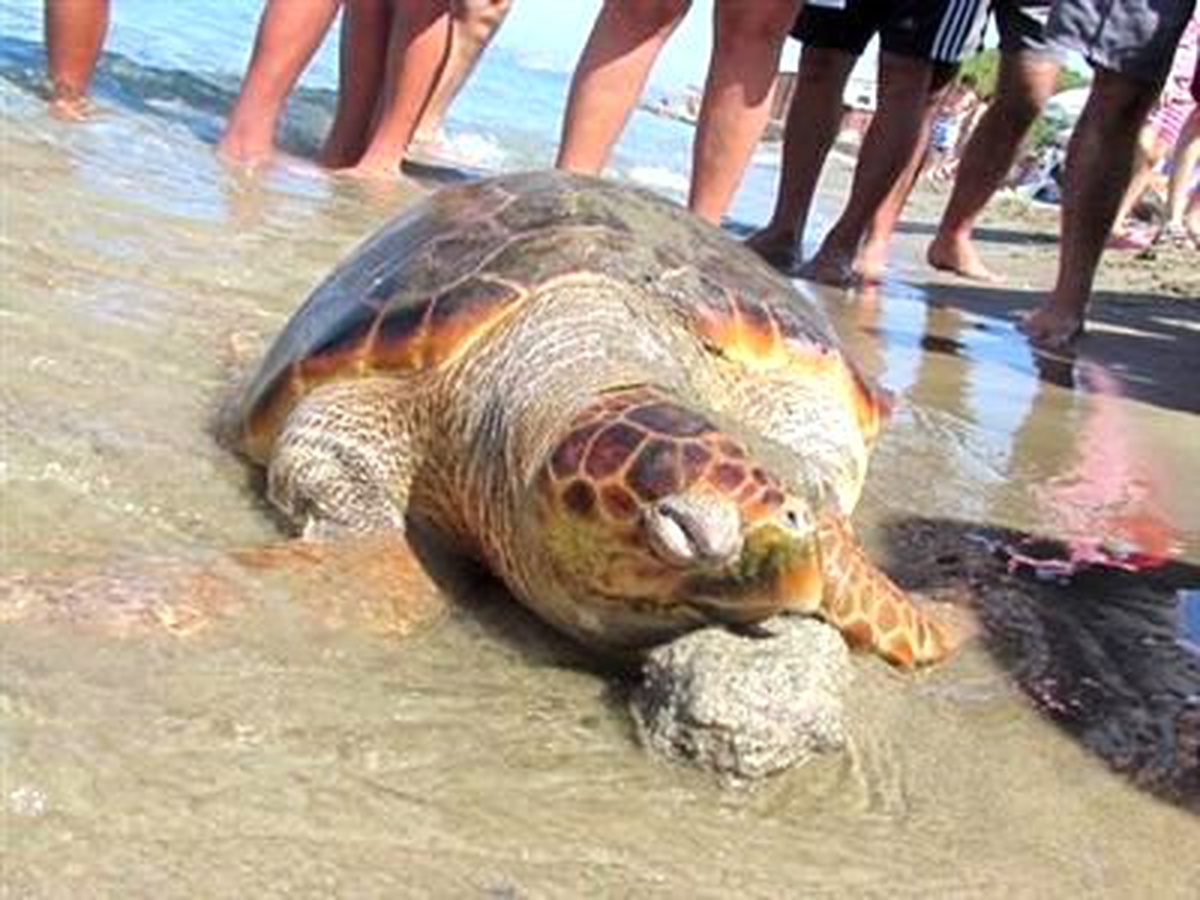 Marmaris\'te Ölü Caretta Caretta Bulundu