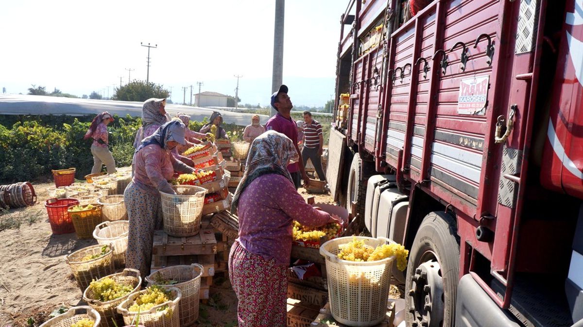 Sarıgöl\'de Üzüm Hasadı Başladı