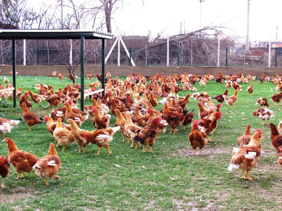 Tavuklar Altın Yumurtluyor