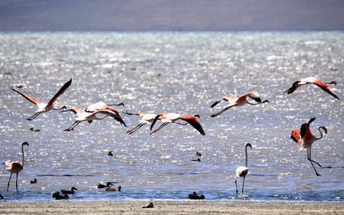 Van\'da Flamingo Festivali