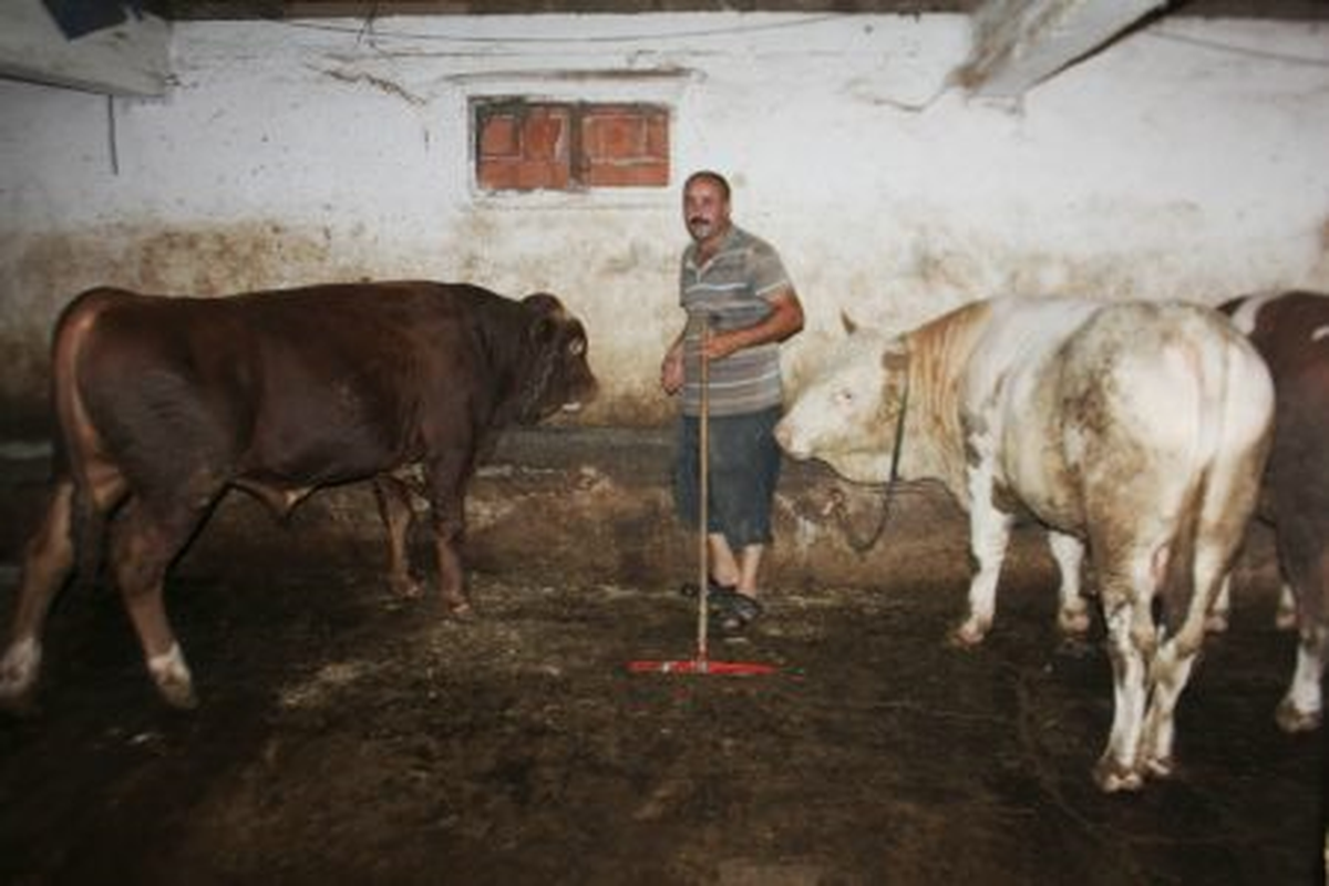 Kurbanlıklar Geçen Yıldan Daha Ucuz