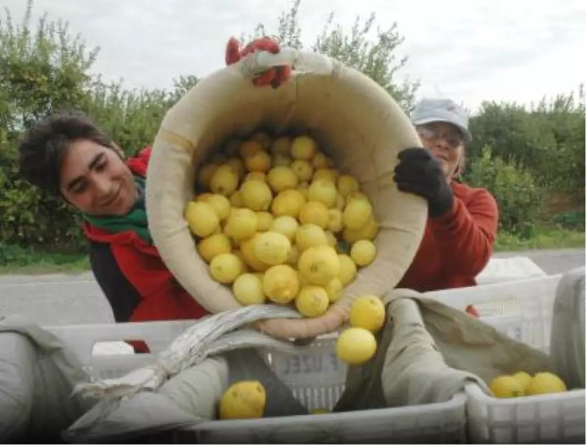 Limon Üreticisi Hasada Hazırlanıyor