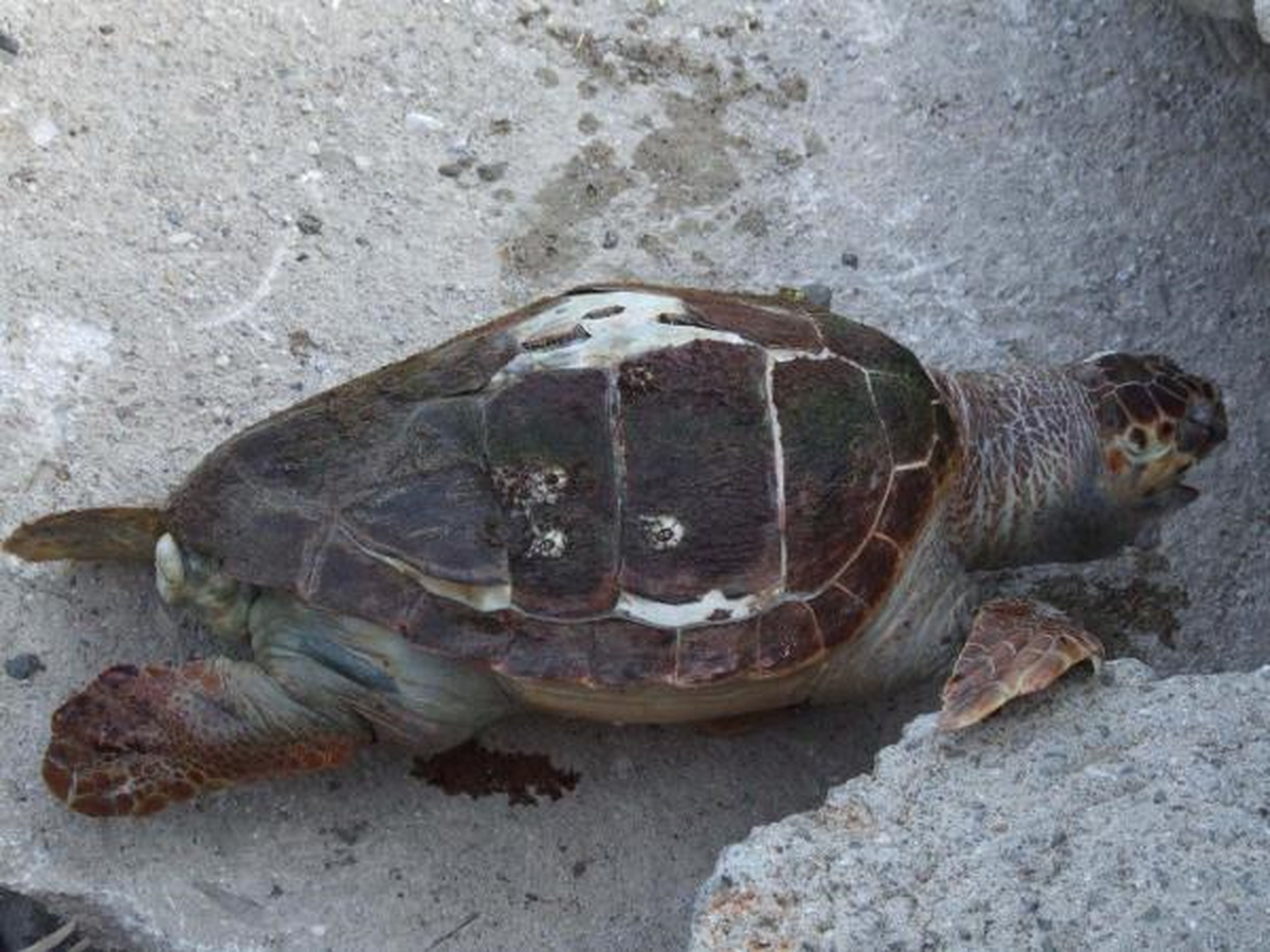 Marmaris\'te Ölü Caretta Caretta