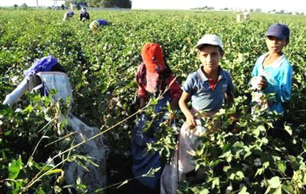 Öğrenciler Okul Yerine Tarlaya Gitti