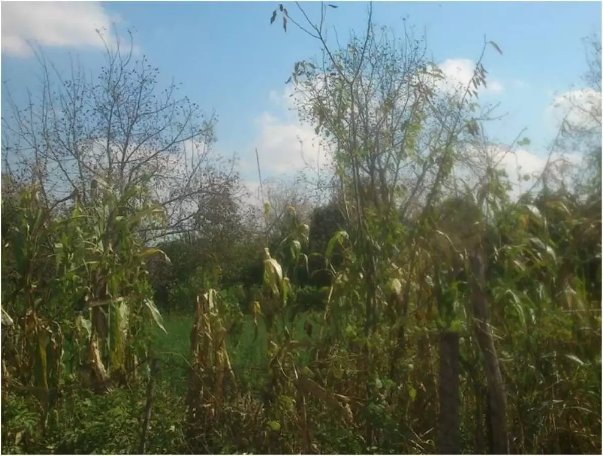 Sakarya Gıda, Tarım ve Hayvancılık İl Müdürü Abdullah Keskin, Amerikan Beyaz Kelebeği'nin...