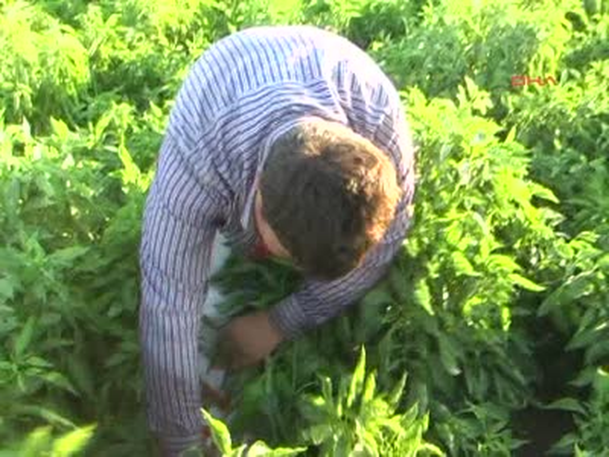 Öğrenciler Okul Yerine Tarlaya Gitti