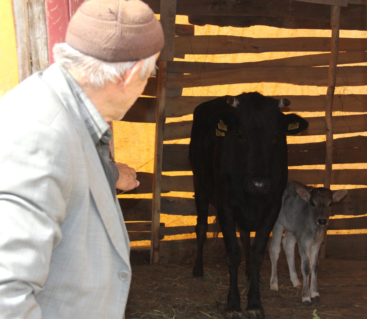 Yeni Doğuran İneğe Sadece O Sahip Çıktı