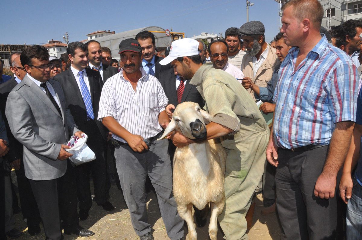 Aksaray\'da Çiftçilere Damızlık Koç Dağıtıldı