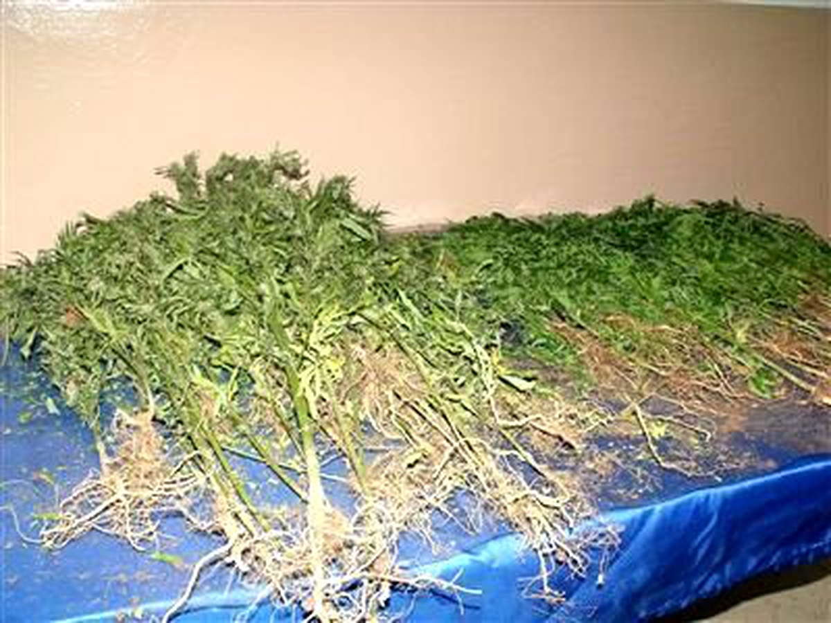 Kırklareli\'de 1 Milyon 400 Bin Kök Hint Keneviri Ele Geçirildi