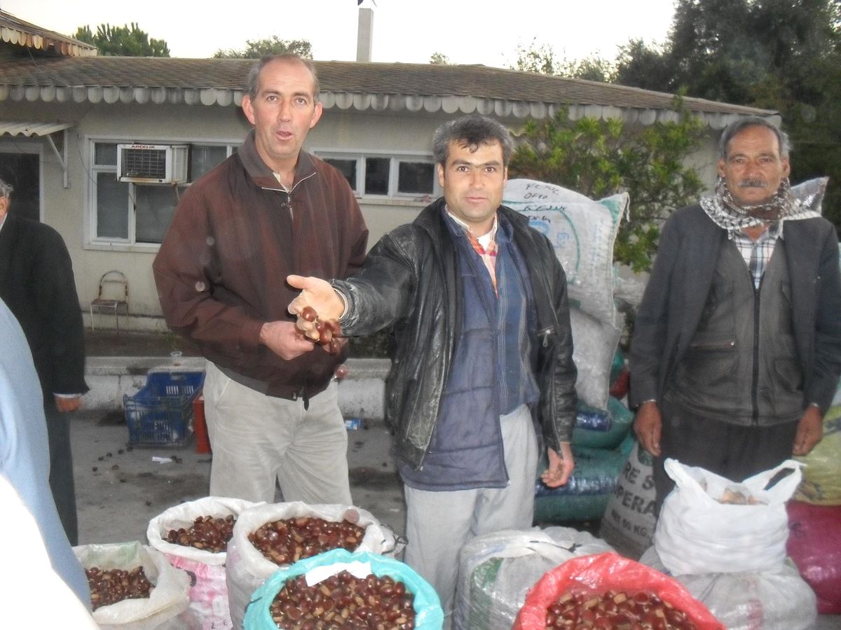 Türkiye\'nin En Kaliteli Ceviz ve Kestanesi Tireden Tüm Yurda Dağılıyor