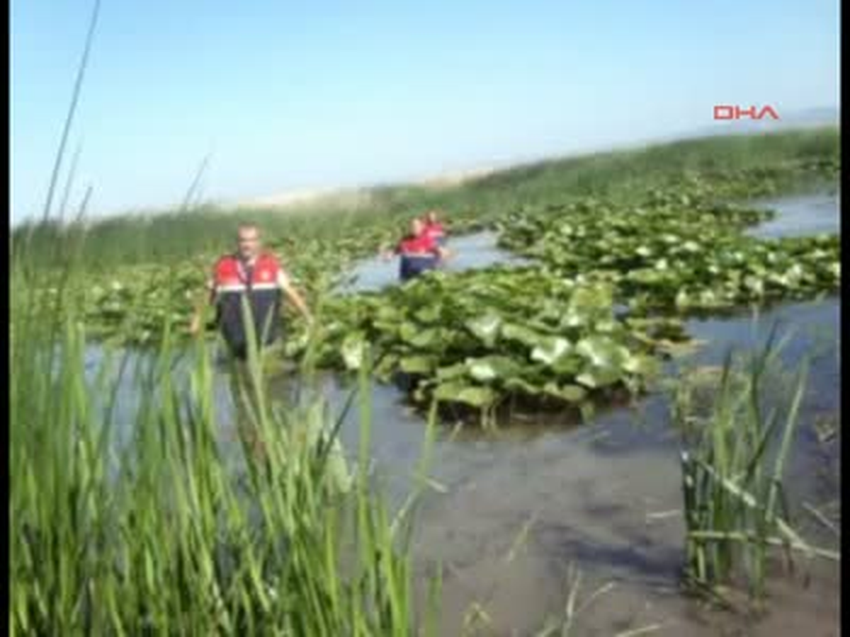 Uluabat Gölü\'ne Kenevir Ektiler