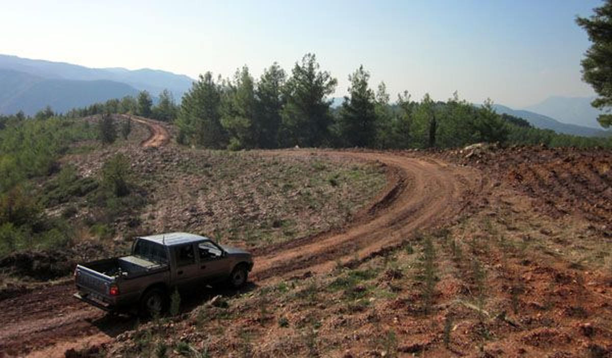 Yanan Orman Alanları Yeniden Ağaçlandırıldı