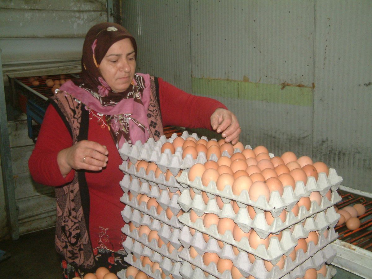 Yumurta Fiyatlarındaki Artış