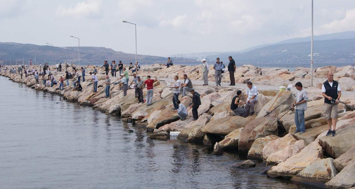 Acemi Balıkçılar Palamudu Kedilere Kaptırdı