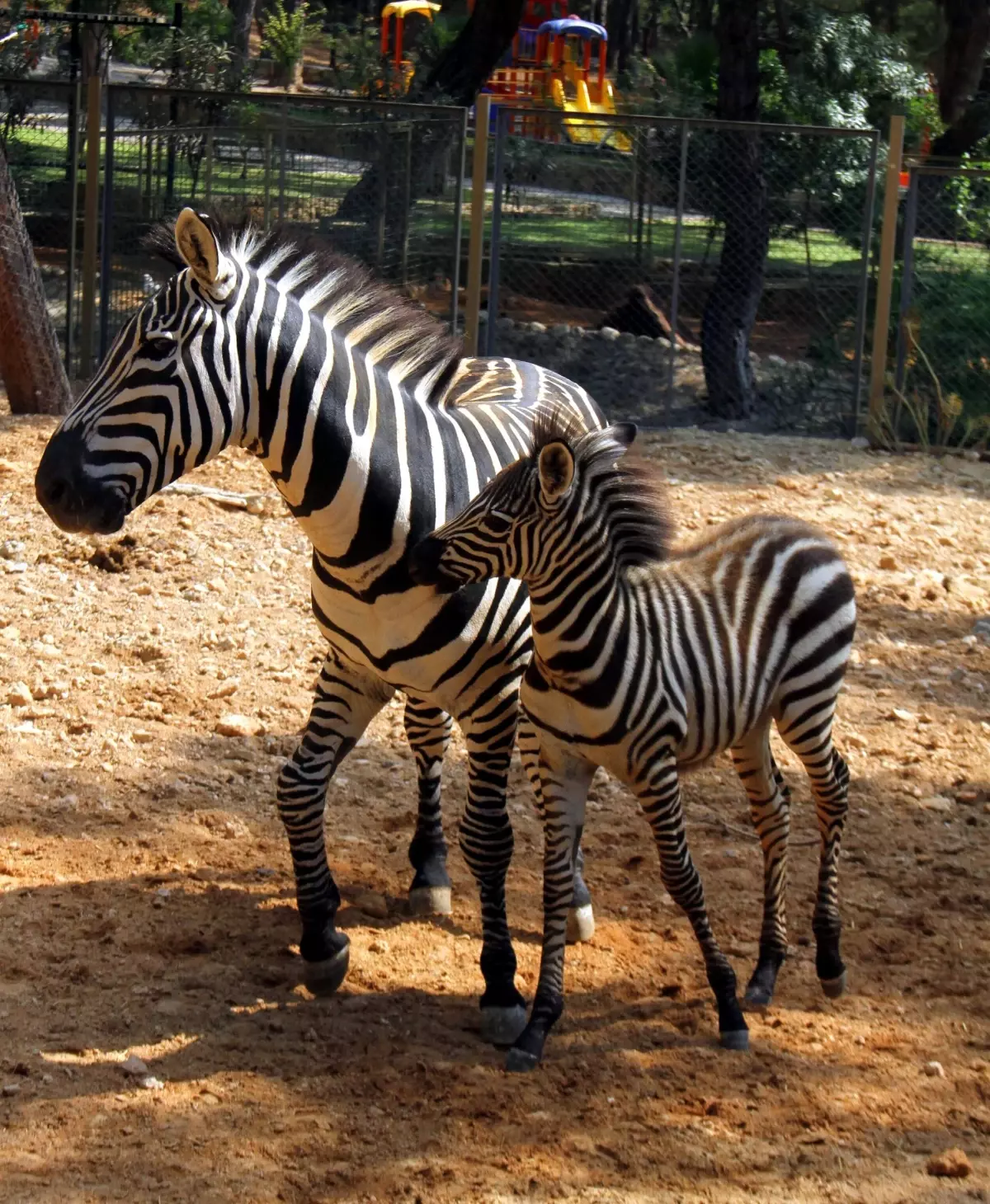 Antalya Hayvanat Bahçesi\'nde Tatlı Telaş