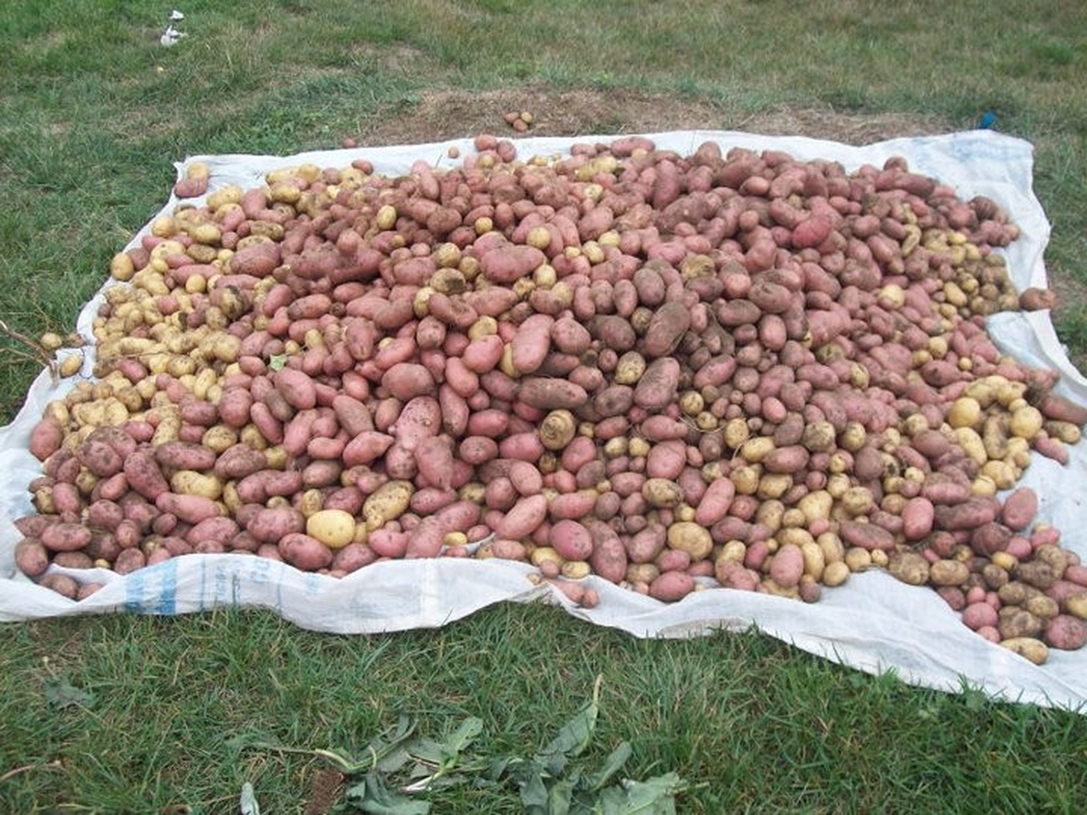 Güce\'de Patates Hasadına Başlandı