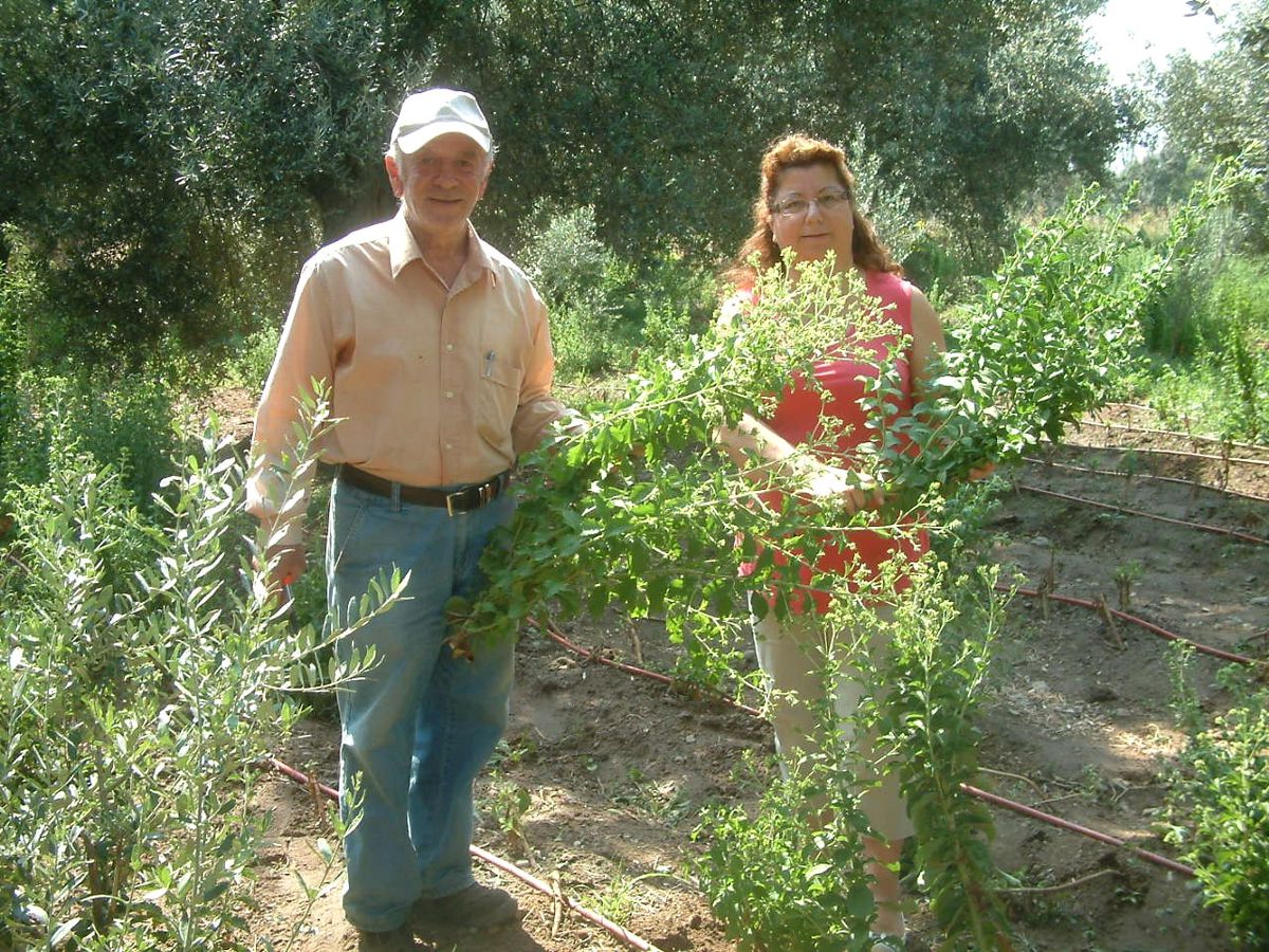 İlk Kez Ekilen Stevia Bitkisinin Hasadına Başlandı