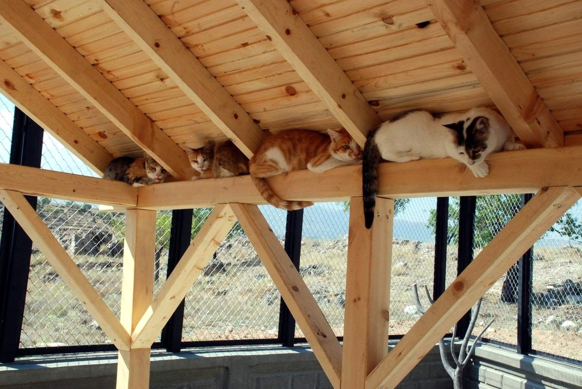 Sokak kedileri için Kedi Barınma Evi Hizmet Veriyor