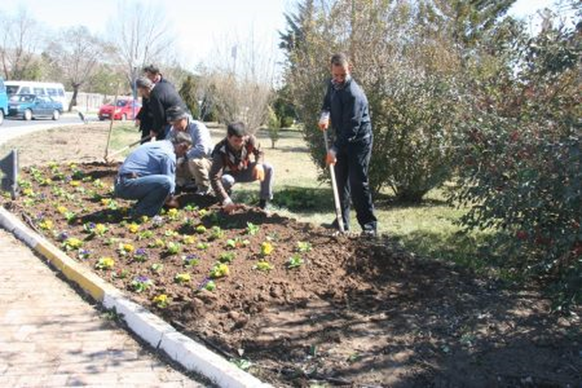 Belediye Sonbahar Bitkileri Dikiyor