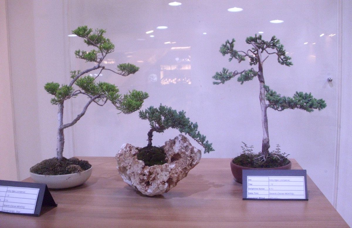 Bonsai Sanat Günleri, Ada AVM\'de