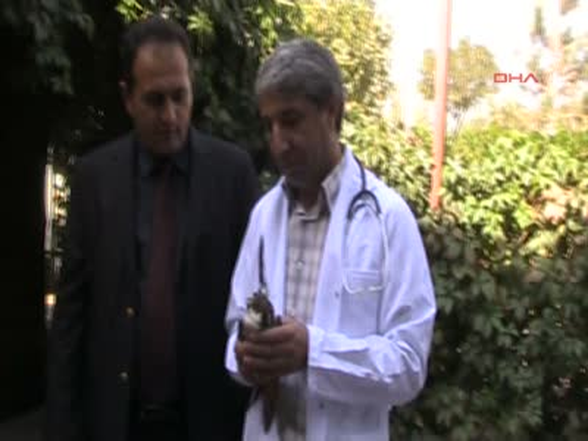 Yaralı Delice Kuşu Tedavi Edilecek