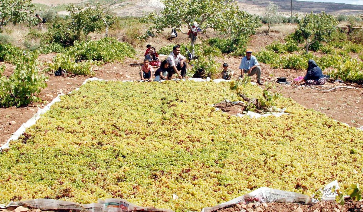 Kilis\'te Üzümler Kurutulmaya Başlandı