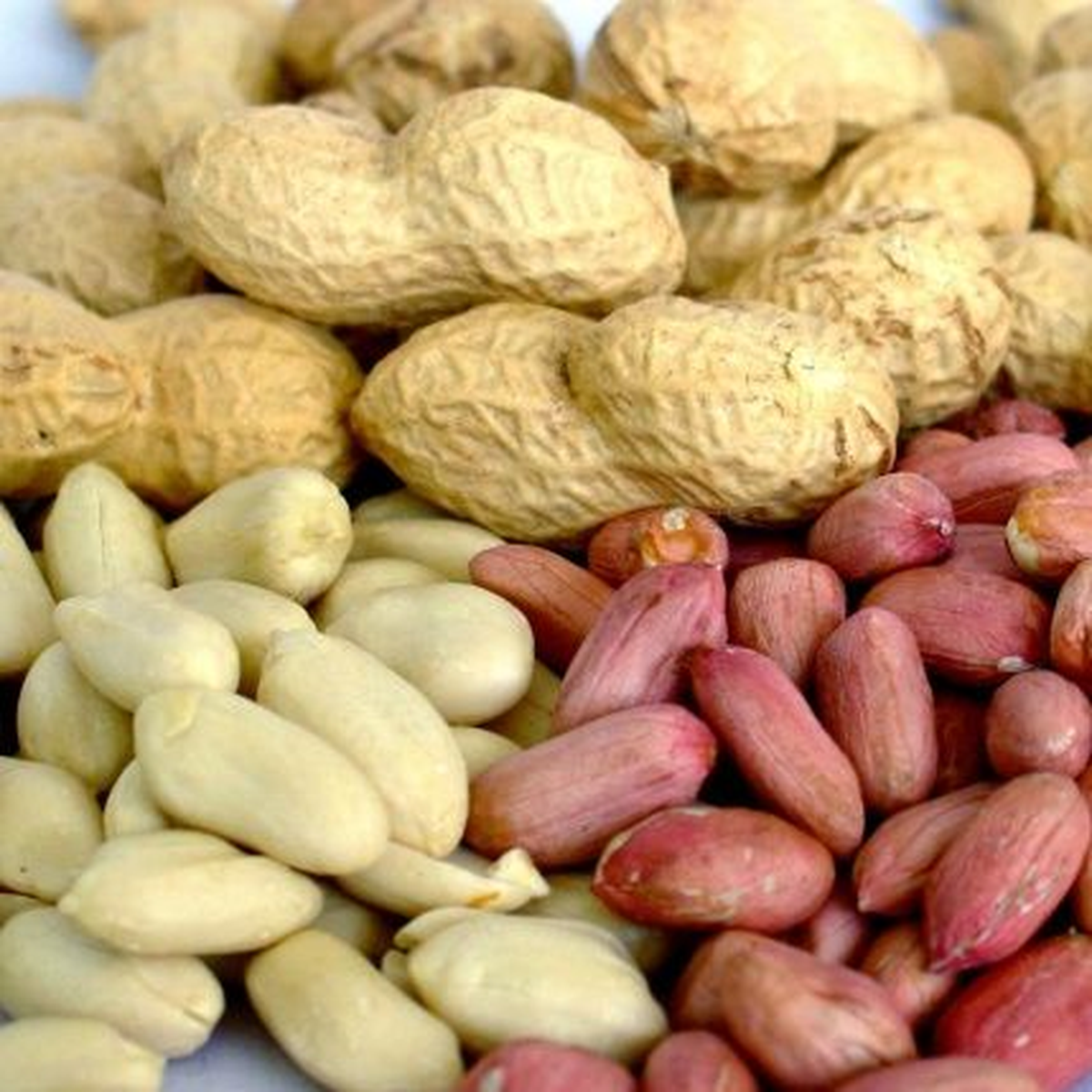 Osmaniye\'de "Fıstık Gibi" Hasat