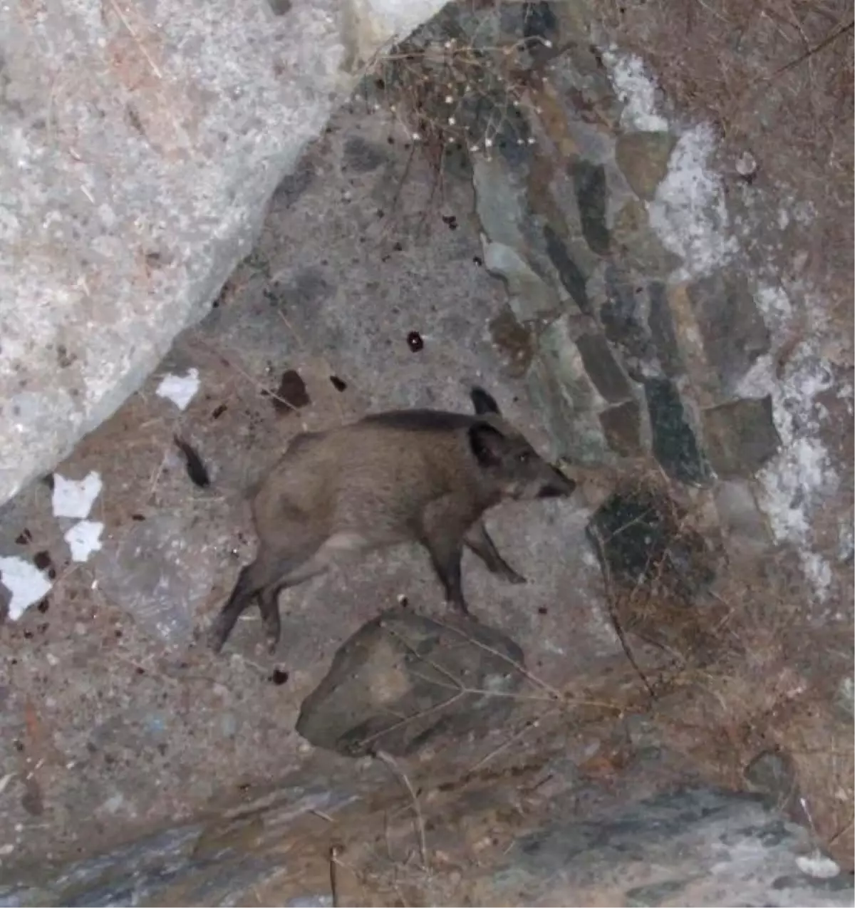 Otomobilin Çarptığı Yavru Domuz Telef Oldu