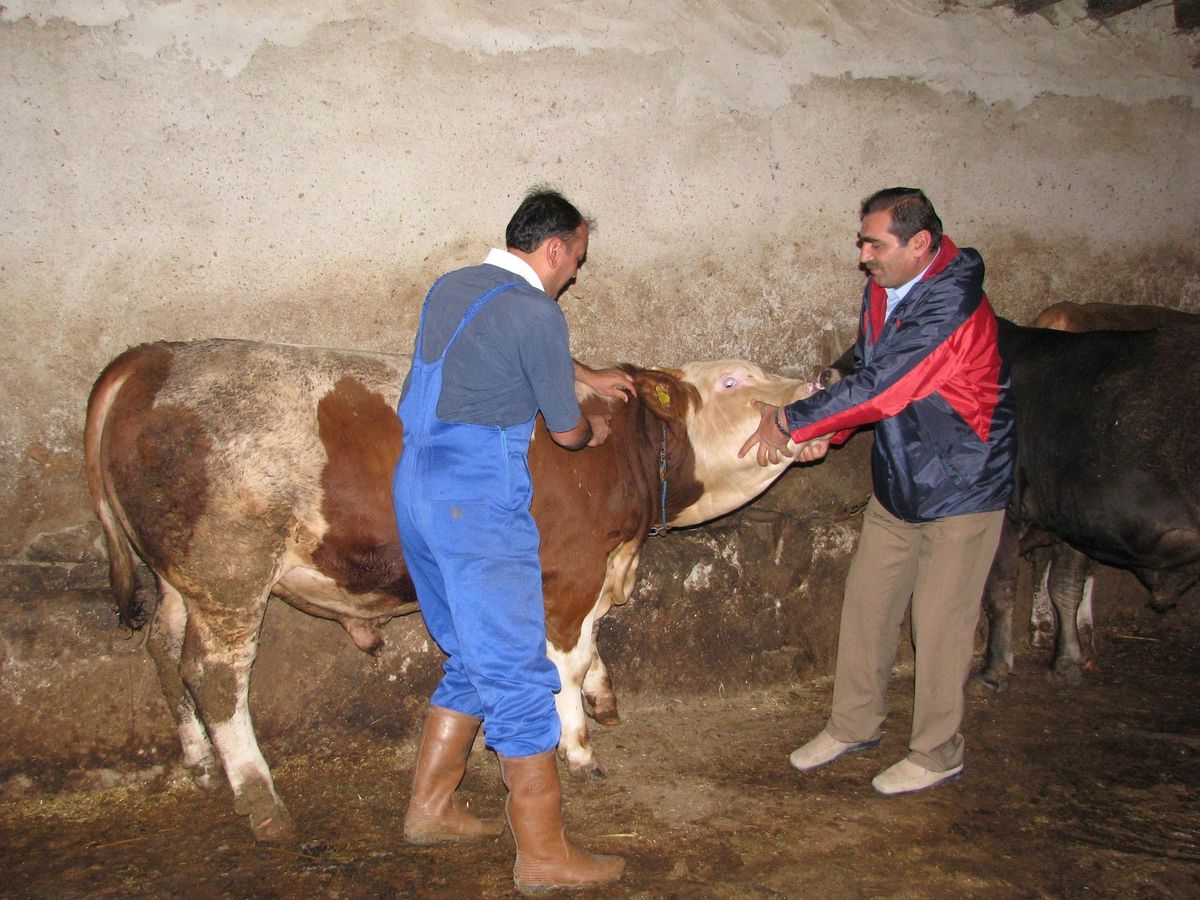 Sorgun\'da Sonbahar Şap Aşısı Uygulaması