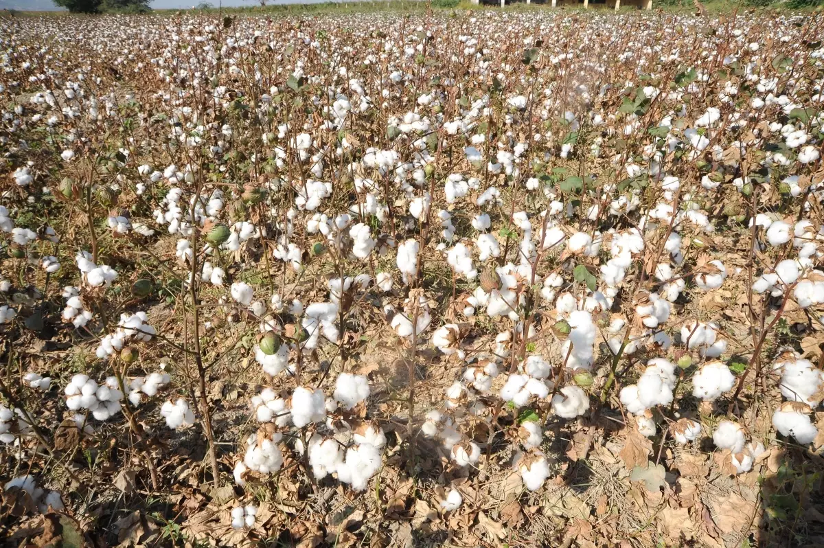 Nazilli\'de Makineli Pamuk Hasadı Başladı