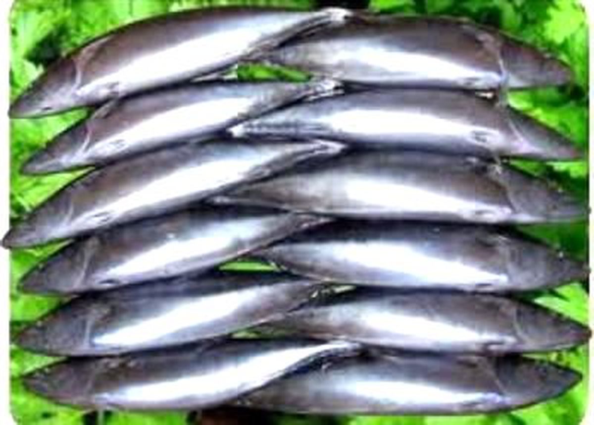 Palamut 4 Liraya Kadar Düştü