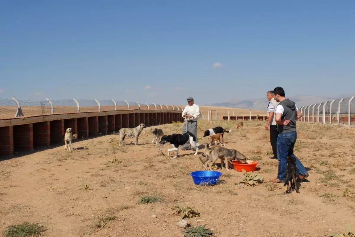 Bolvadin\'de Başıboş Köpekler Barınakta Toplanıyor