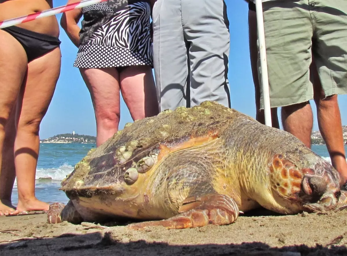 Kuşadası Körfezi\'nde Ölü Bir Caretta Caretta Bulundu