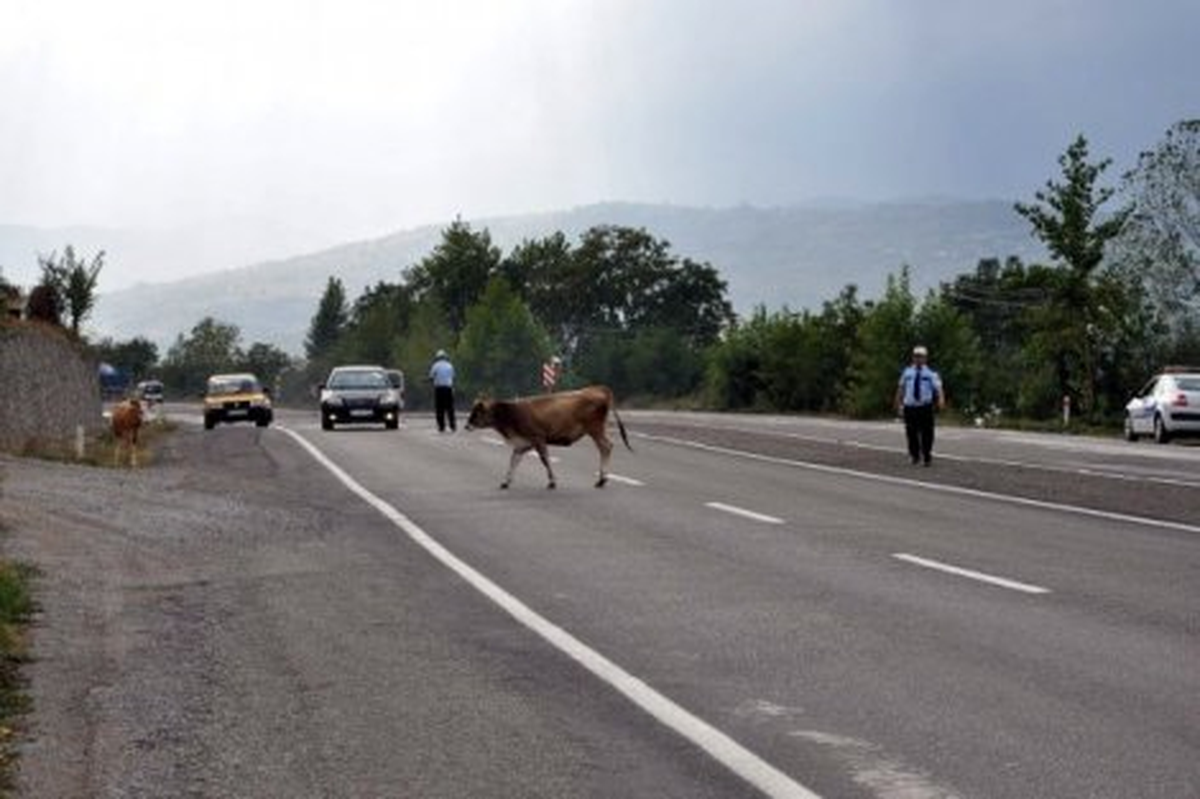 (Özel Haber) Başıboş İnekler Trafiği Aksatıyor