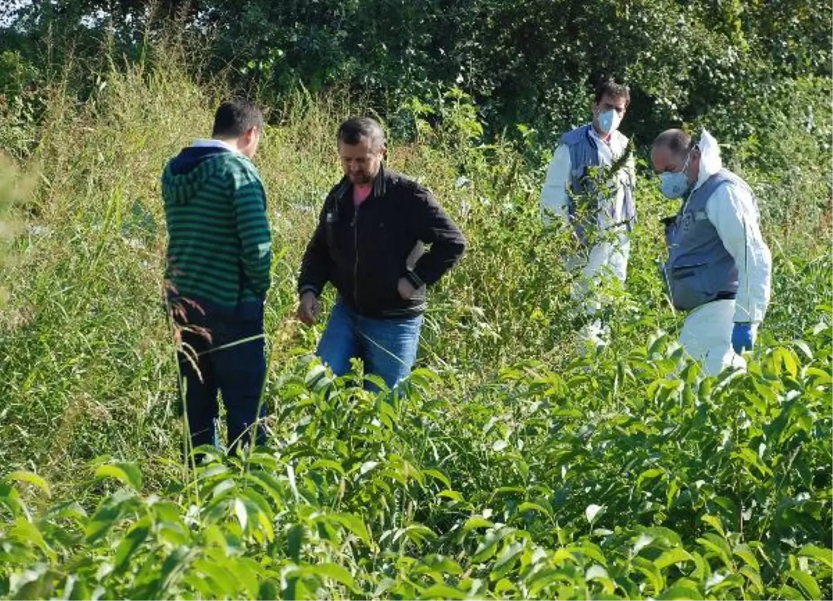 Tarlada Çürümeye Yüz Tutmuş Ceset Buldu