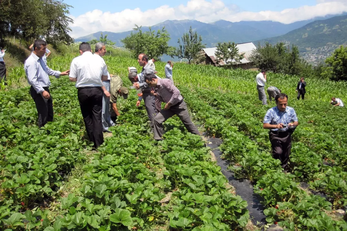 Trabzon\'da Çilek Üretimi