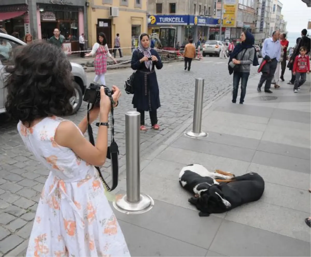 Uyuyan 2 Sokak Köpeğine Yoğun İlgi