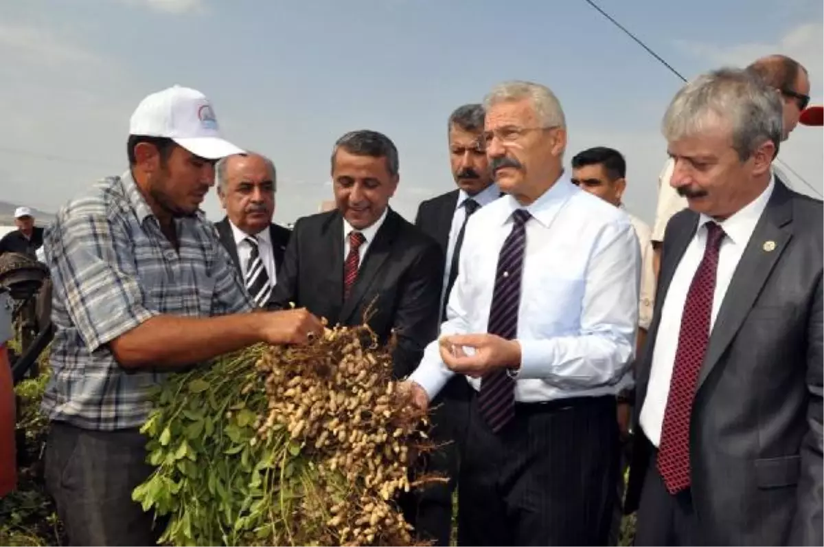 Vali Çalıştı, Osmaniyeli Kazandı