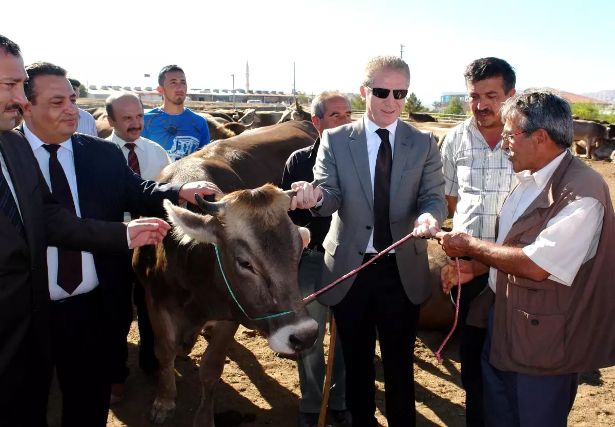 Ailelere Damızlık Gebe Düve Dağıtıldı