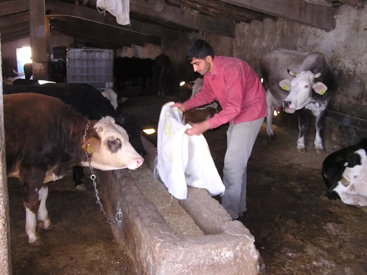 Kurbanlık Fiyatlarında Artış Beklenmiyor