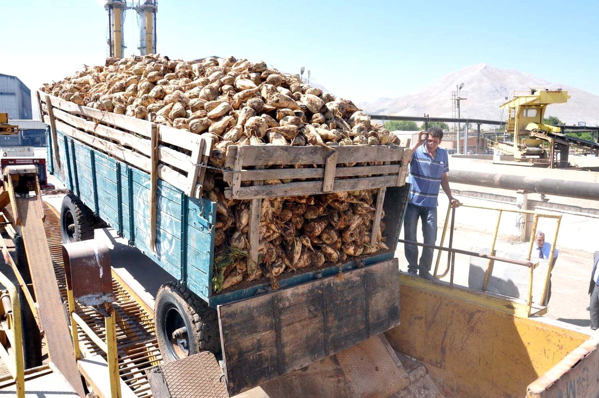 Muş Şeker Fabrikası Pancar Alımlarına Başladı
