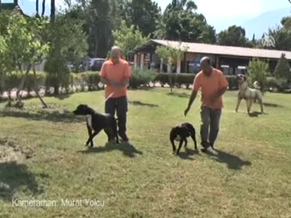 \'Pitbull\'lar da Uysal Olur