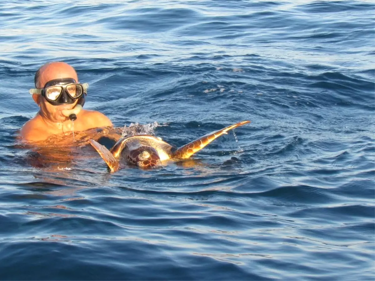 Paragat İğnesi Yutan Caretta Caretta Hayata Döndürüldü