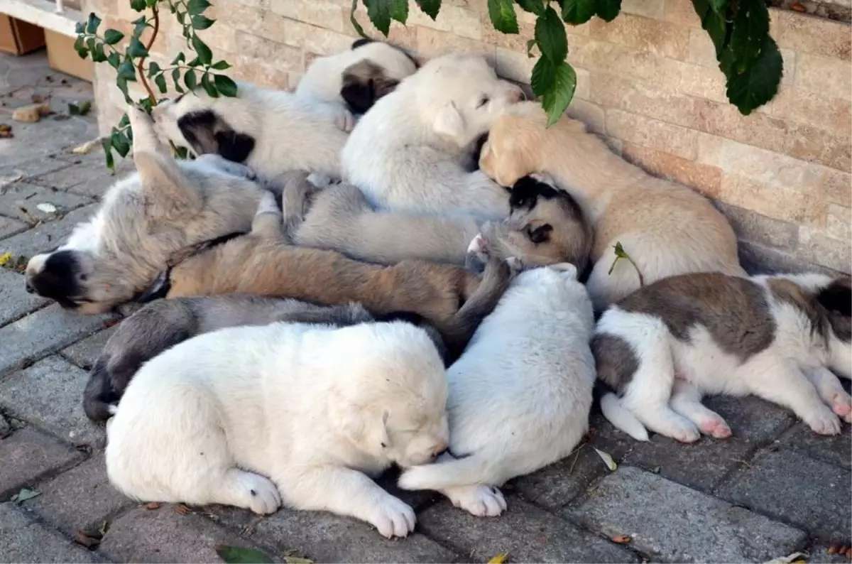 Sokak Köpeği, Bir Batında 12 Yavru Doğurdu