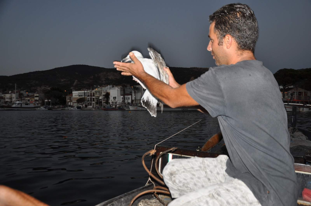 Foçalı Balıkçının Oltasına Martı Takıldı