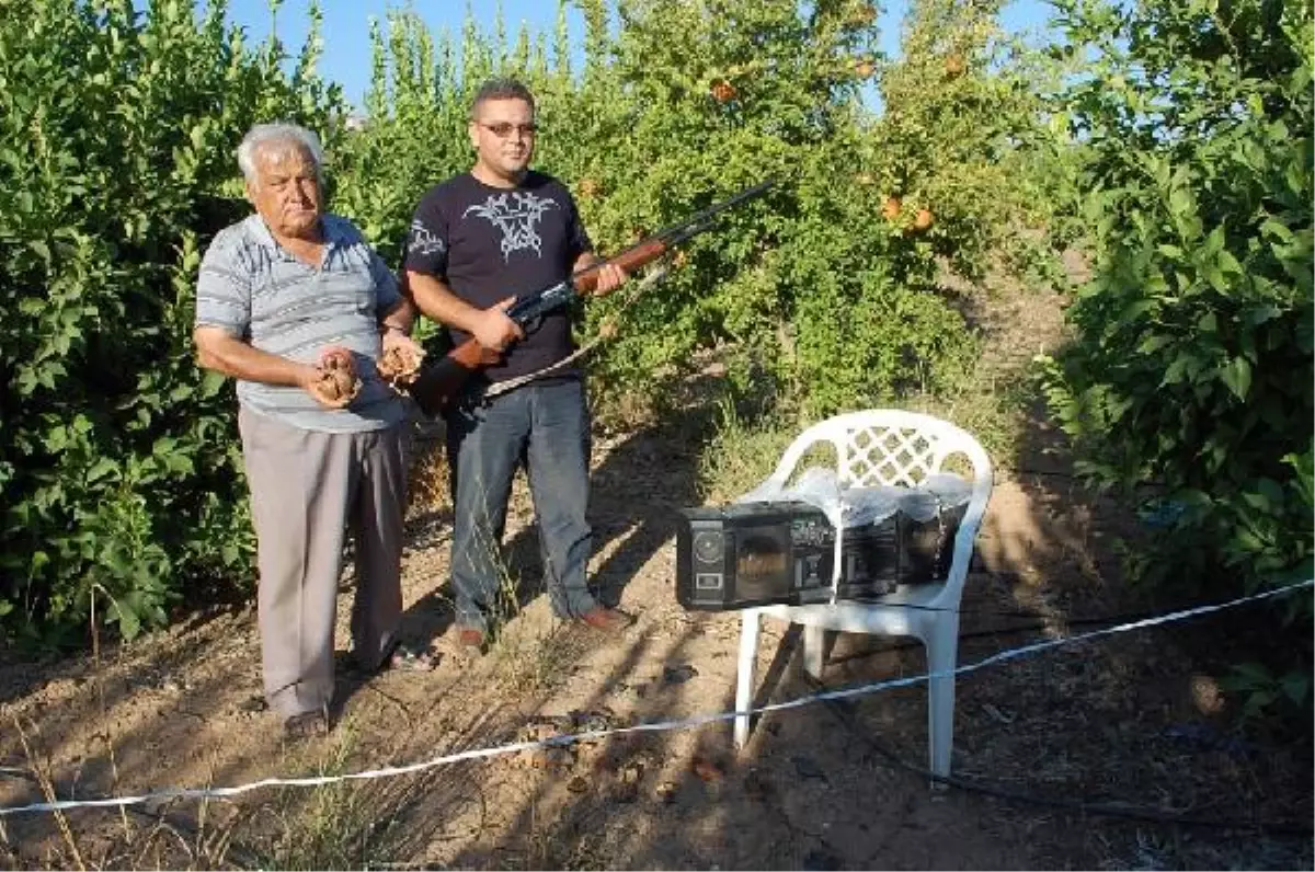 Nar Bahçesinde Domuz Nöbeti