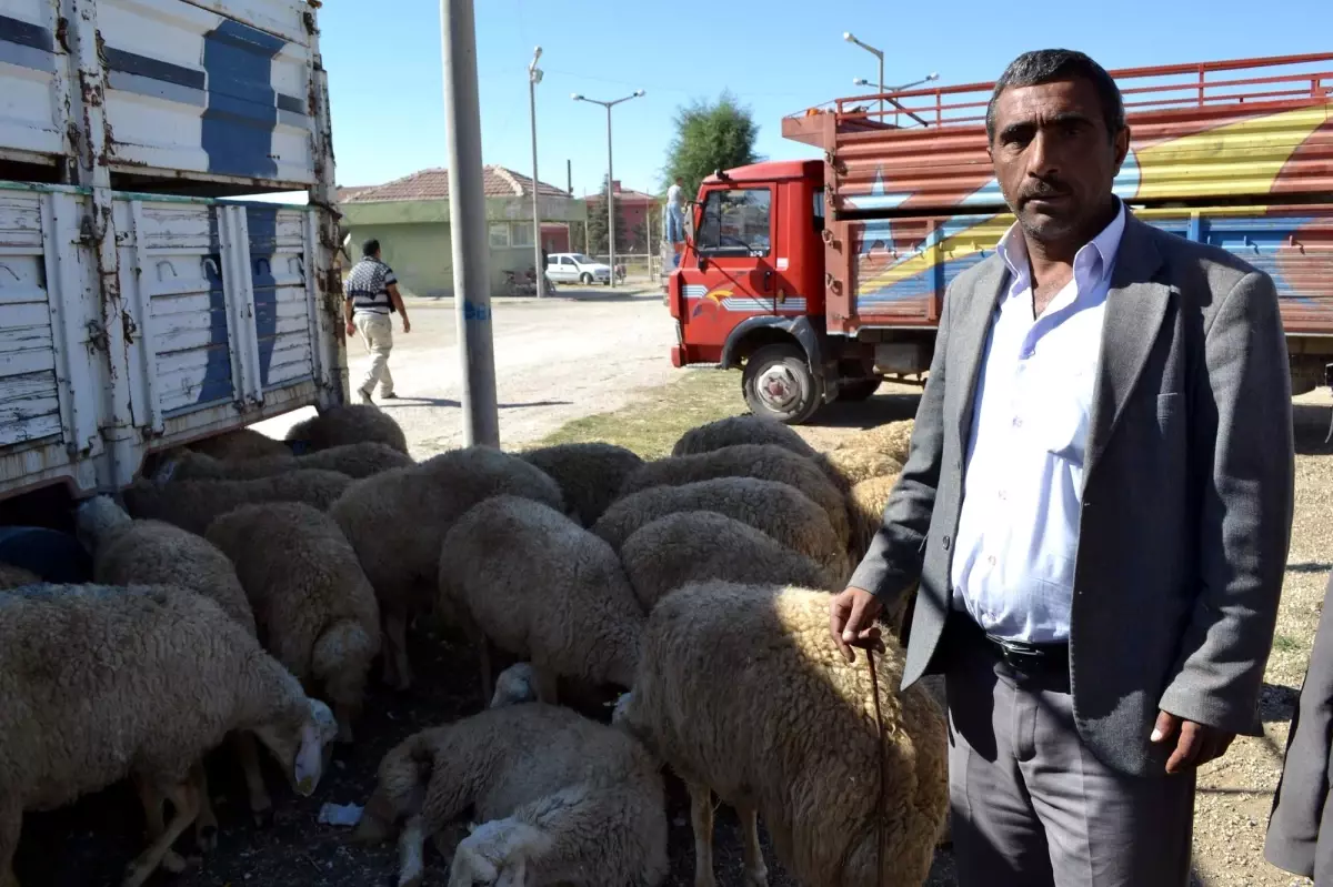 Niğde\'de Kurbanlıklar Görücüye Çıktı