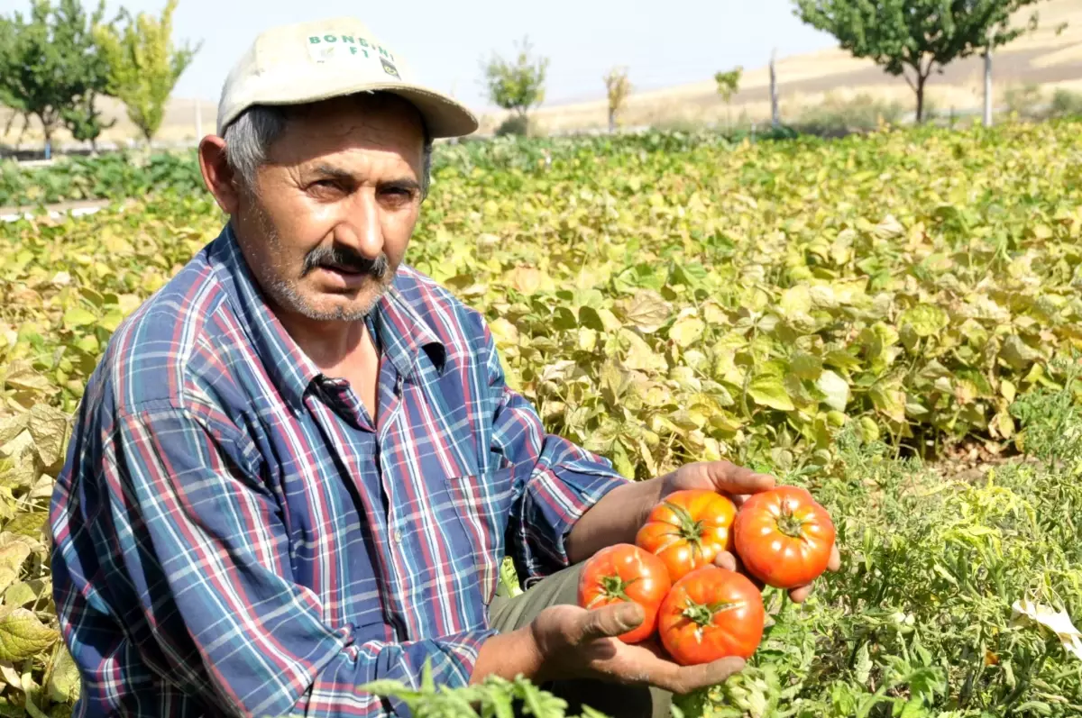 Yanlış Tohumun Çiftçiyi Mağdur Ettiği İddiası