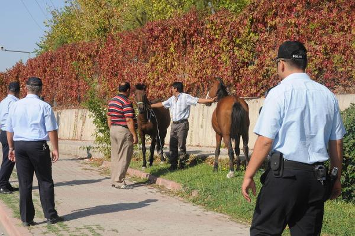Edirne\'de Başıboş Atlar, Valilik Kararıyla Toplatılıyor